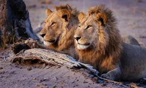 Discover Botswana