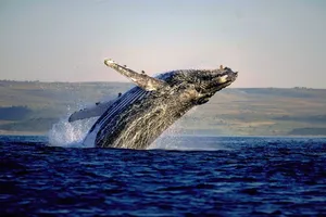 Whale Route