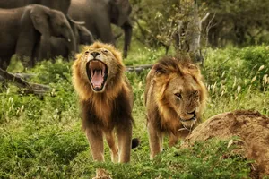 lion-safari