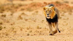 SAFARIS