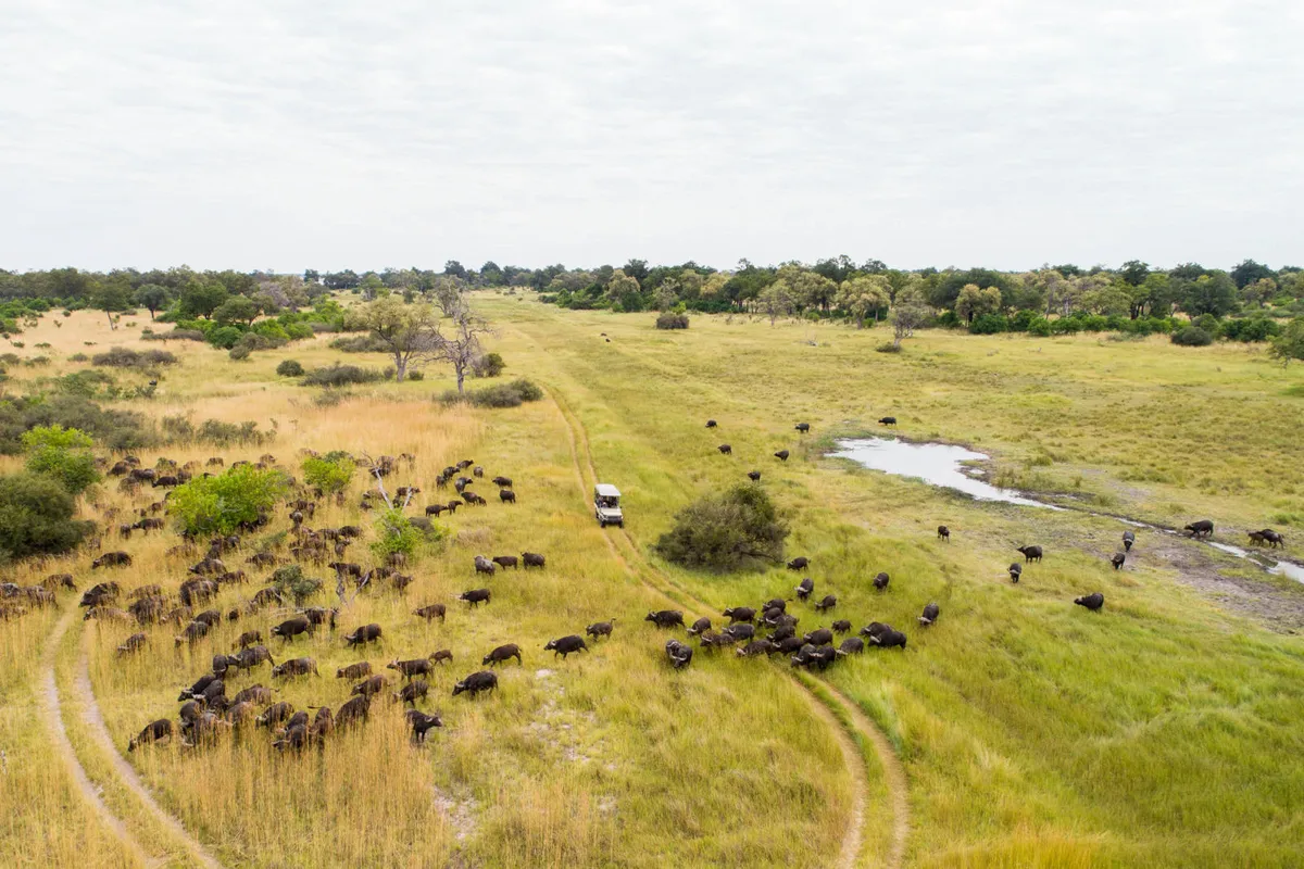 Moremi Game Reserve