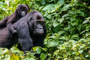 Rwanda