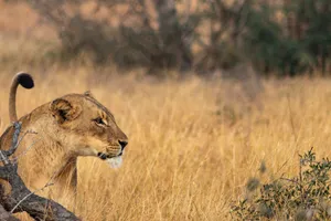 South Africa