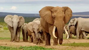 Addo Elephant National Park
