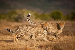 Samara Game Reserve