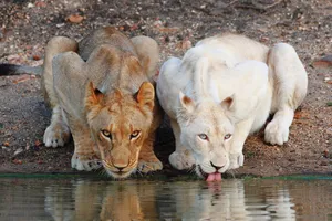 Timbavati Private Game Reserve