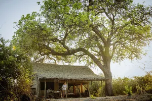 Kigelia Ruaha