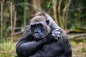 Uganda