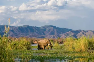 Zambia